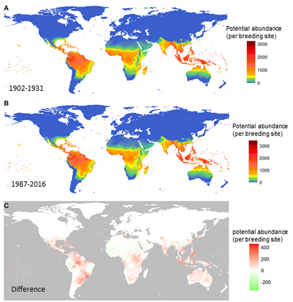The first two maps above show the potential incidence of the Aedes aegypti mosquito during two different periods of the 20th century (from 1902-31 and from 1987-2016); on the bottom map, red areas show the difference between these regions—in other words, the regions in which the mosquito proliferated over time. Image courtesy of Liu-Helmersson et al. (2019).
