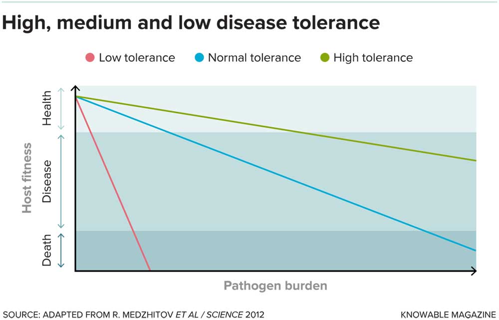 Creatures that more robustly tolerate infections remain healthy even when their bodies contain levels of pathogens that would sicken or kill others of their kind. Researchers want to understand the nature of such protective mechanisms.