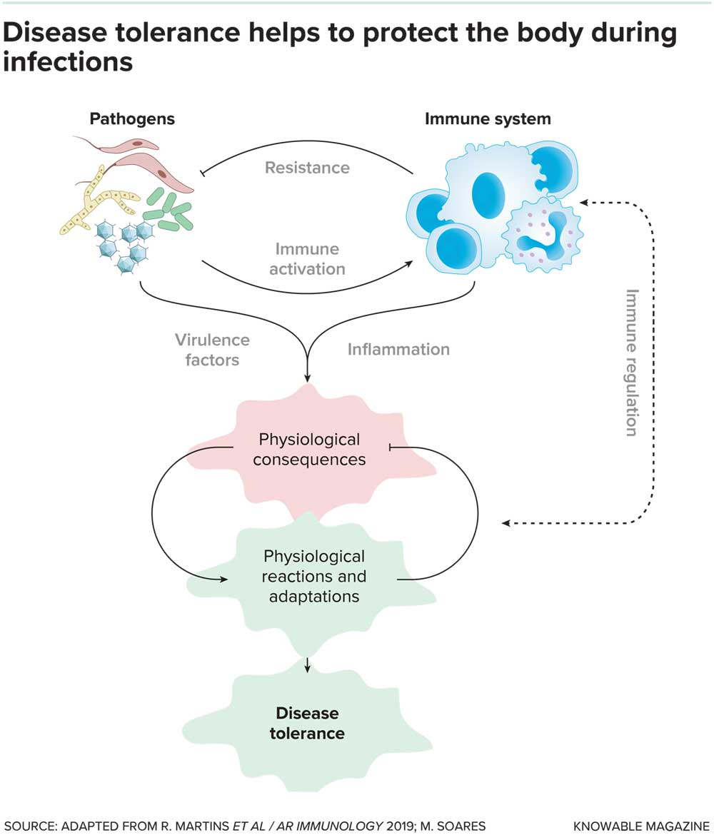 Creatures that more robustly tolerate infections remain healthy even when their bodies contain levels of pathogens that would sicken or kill others of their kind. Researchers want to understand the nature of such protective mechanisms.