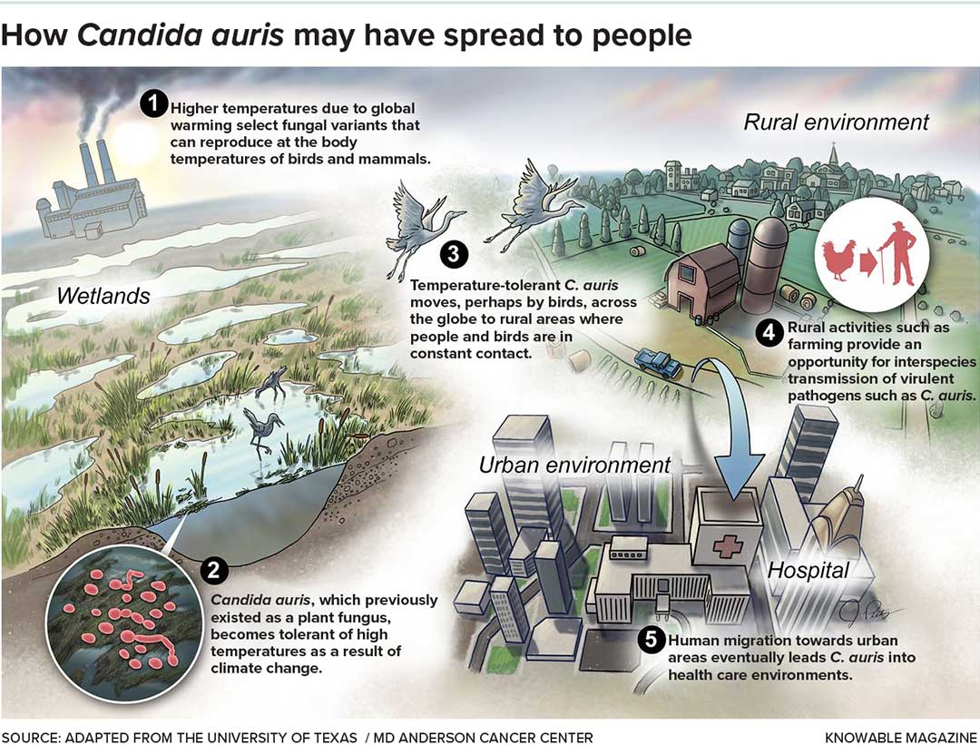 Candida auris first emerged as a fungal disease of people barely a decade ago, seemingly out of nowhere. Researchers now think that climate change may have helped the fungus adapt to the high body temperatures of birds and mammals, including people. Human activity then carried these high-temperature-tolerant fungi to urban areas, where they became a serious medical problem.