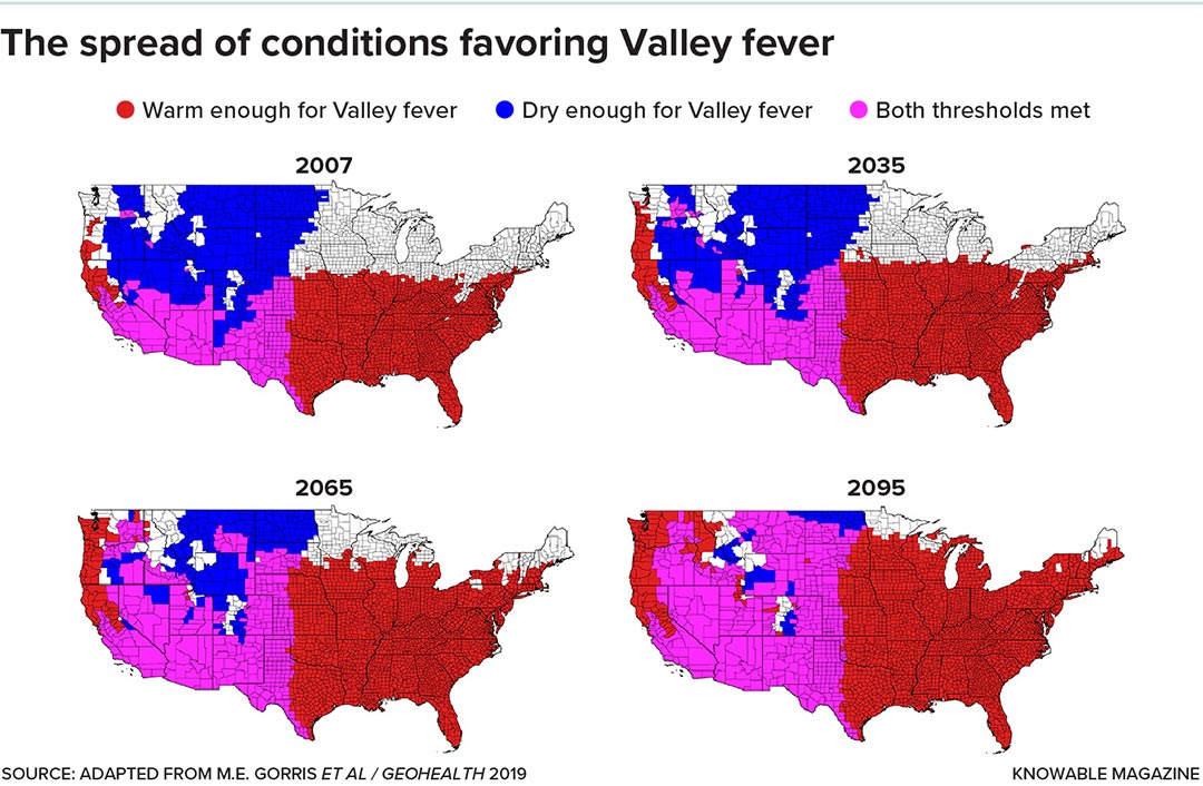 The fungus Candida auris, though still relatively rare, is now widespread in the US, with clinical cases — that is, those causing symptoms of disease — reported from more than half of the 50 states.