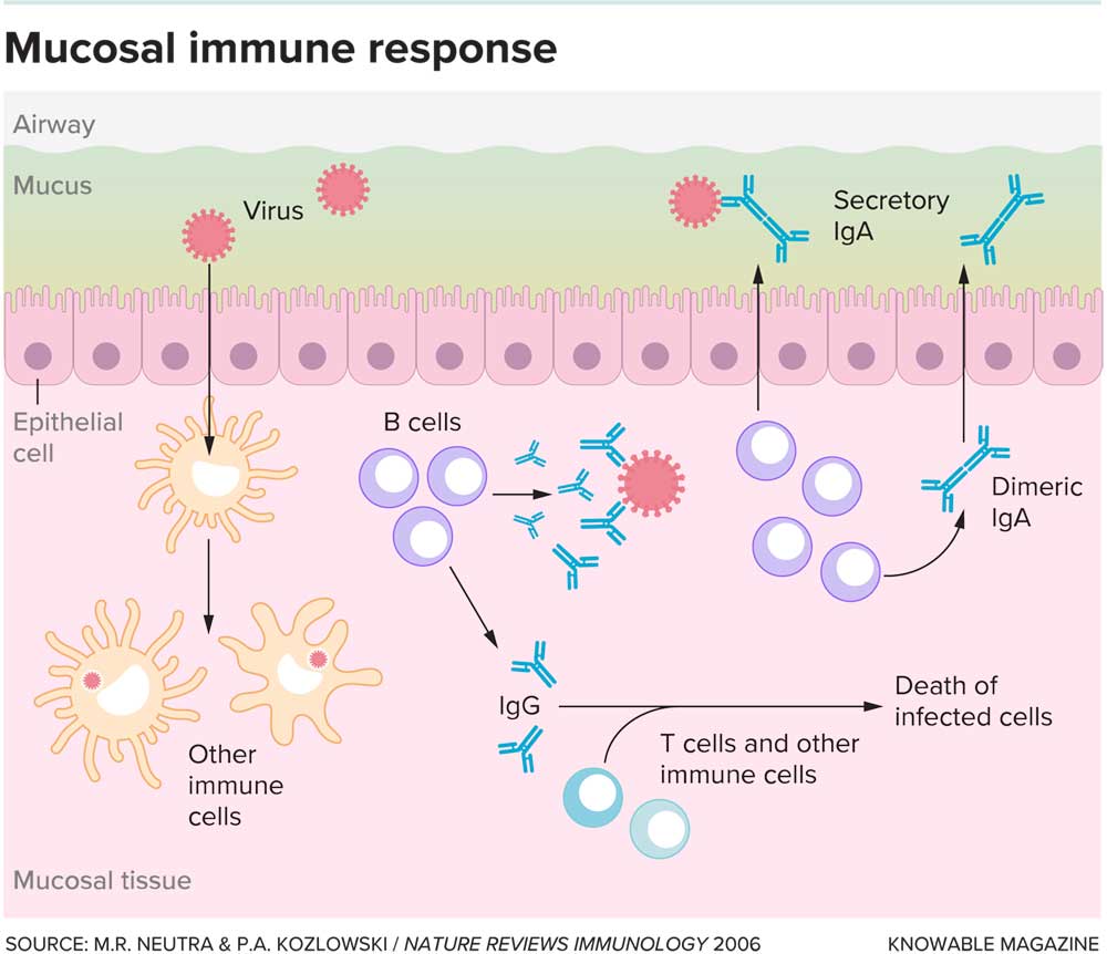 Mucosal immune response. Credit: Knowable magazine