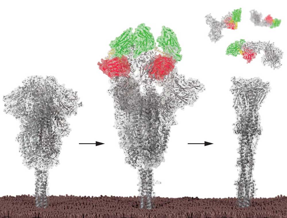 Nanobodies can inactivate the SARS-CoV-2 spike protiens. Credit: Science