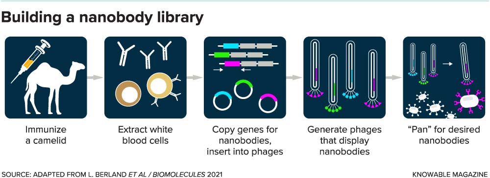 Building a nanobody library. Credit: Knowable magazine