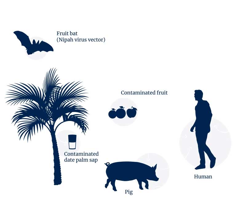 Nipah virus transmission