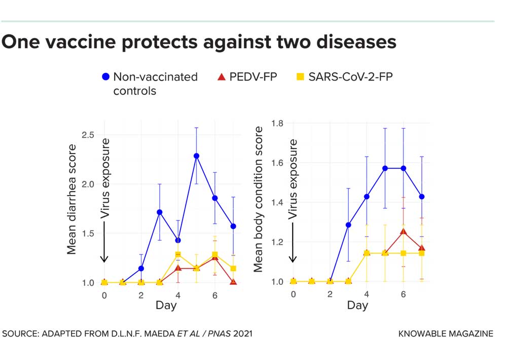 One vaccine protects against two diseases. Credit: Knowable magazine