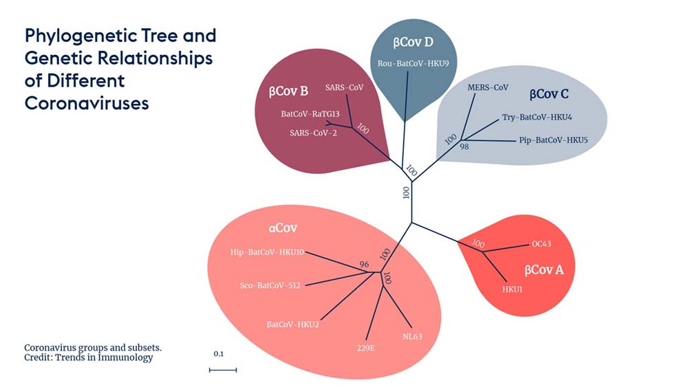 Phylogenetic tree and genetic relationships of different coronaviruses