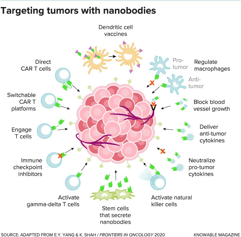 Targeting tumors with nanobodies. Credit: Knowable magazine