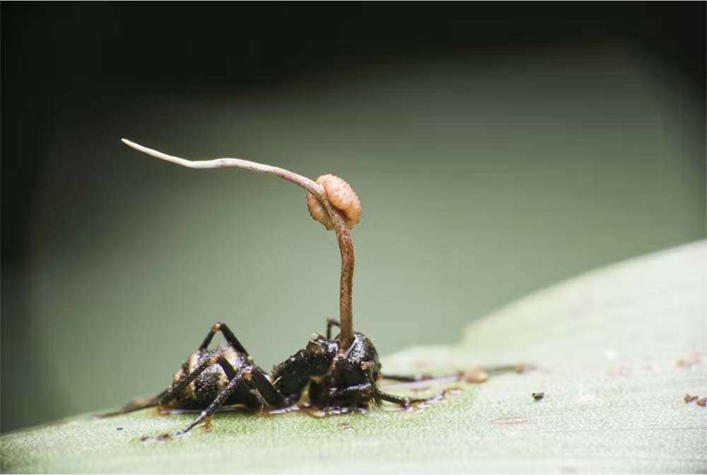 A fictional version of the real-life cordyceps ‘zombie’ fungus caused the fungal pandemic in The Last of Us. shunfa Teh/ Shutterstock