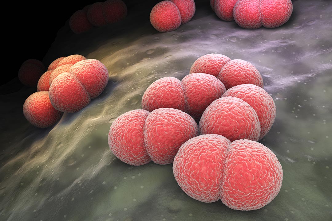 Meningitis bacteria can cause severe meningitis and generalised infection particularly in children. 3D illustration of meningitis bacteria