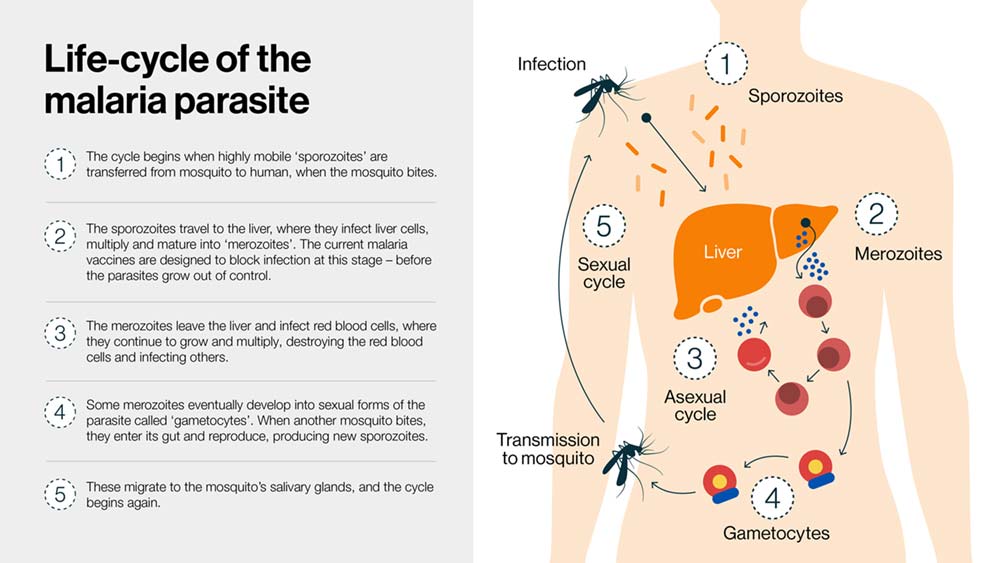 Infographic of the life cycle of the malaria parsite