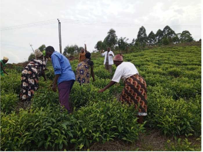 Women picking tea leaves. Credit; InPact Uganda