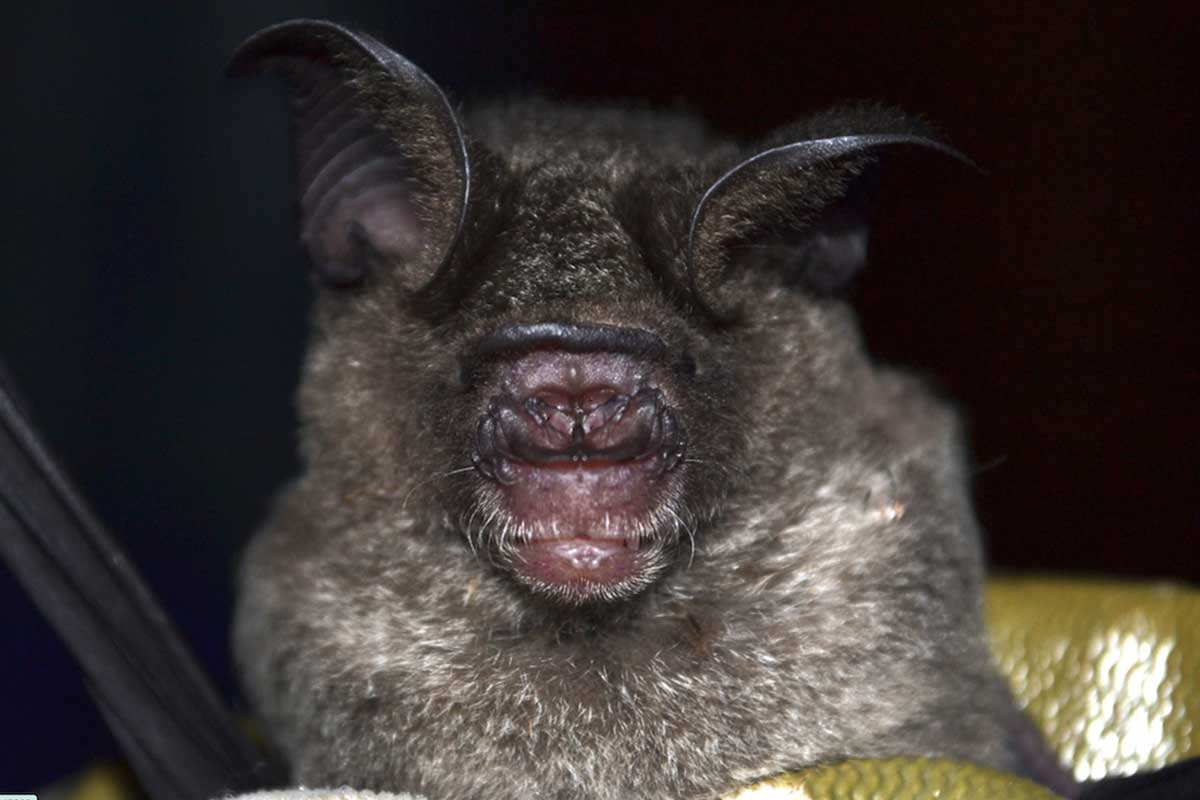 Old World Roundleaf bat. Guano collected from the species tested positive for 27 infectious viruses. Image by Yuzefovich Alexander via Inaturalist (CC BY NC).