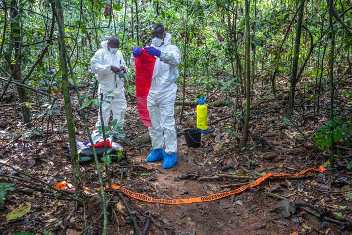 Wildlife Conservation Society researchers gear up to perform carcass sampling at Nouabalé-Ndoki National Park in the Republic of Congo. Though the park is an intact forest ecosystem, many tracts of previously pristine wilderness across Africa and Southeast Asia are being logged, presenting new opportunities for humans to interact with animals. Such areas have become among the leading hotspots for emerging zoonotic disease. Visual: © C. Nzouzi/WCS