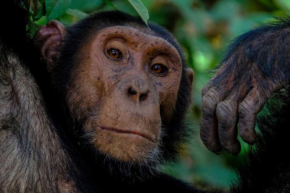 According to Goldberg, chimps crave sodium more than any other mineral. Image by Francesco Ungaro via Unsplash.