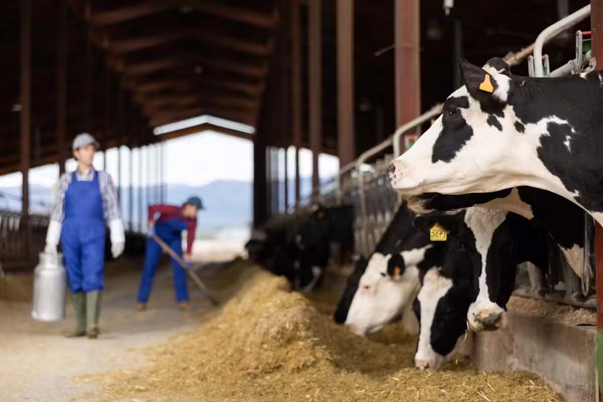 Bird flu has been spreading in dairy herds in the US. BearFotos/Shutterstock