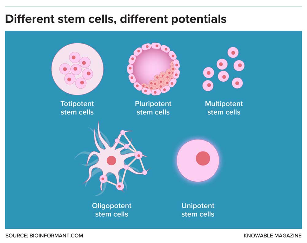 Stem cells differ in abilities. Totipotent stem cells are the most powerful: They can form any cell, and even an entire organism. Pluripotent stem cells are almost as versatile, while multipotent stem cells — which include the mesenchymal stem cells in menstrual blood — can make a limited range of cell types. Oligopotent stem cells can make just a few cell types within the same organ or tissue. Unipotent stem cells replace one specific cell type, like sperm or skin cells.