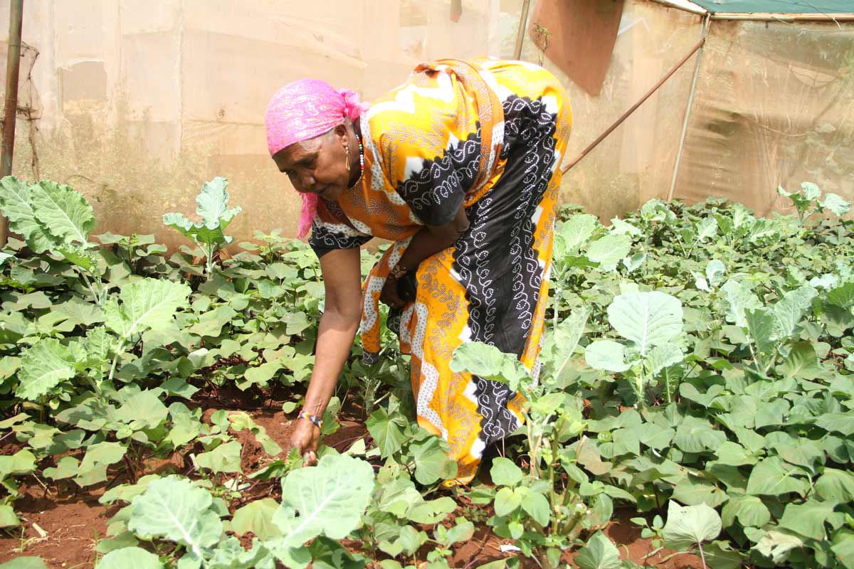 Joyce Dafar Dai tends to her vegetables at her farm sheltered by a shade net. Credit: James Karuga