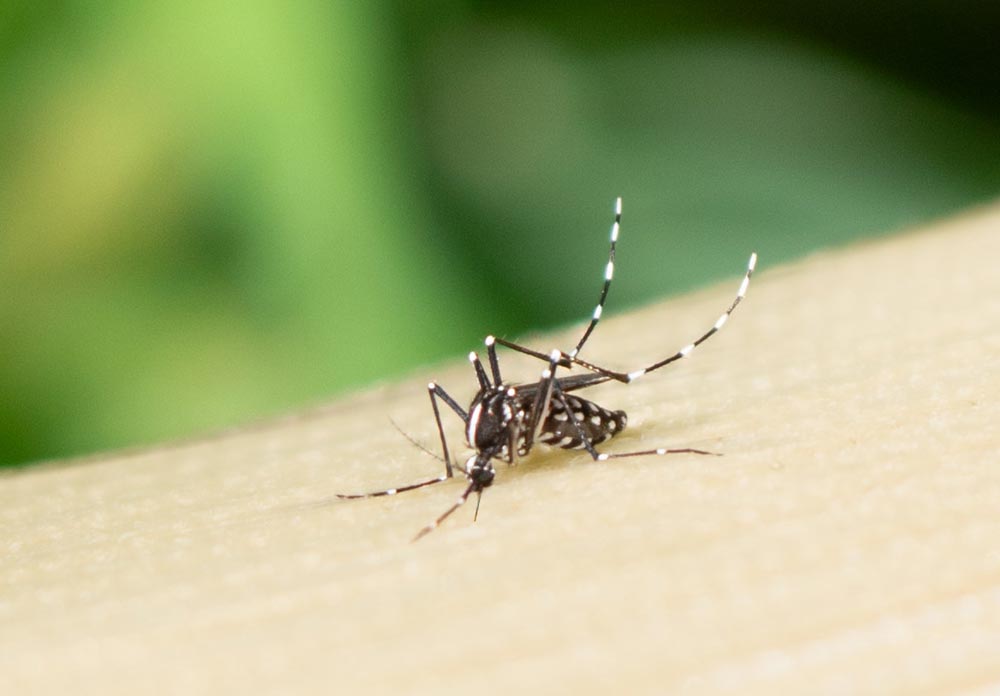 Aedes aegypti mosquitoes are responsible for transmitting diseases such as dengue, Zika and chikungunya. Image credit: NIAID/Flickr, (CC BY 2.0 DEED.)