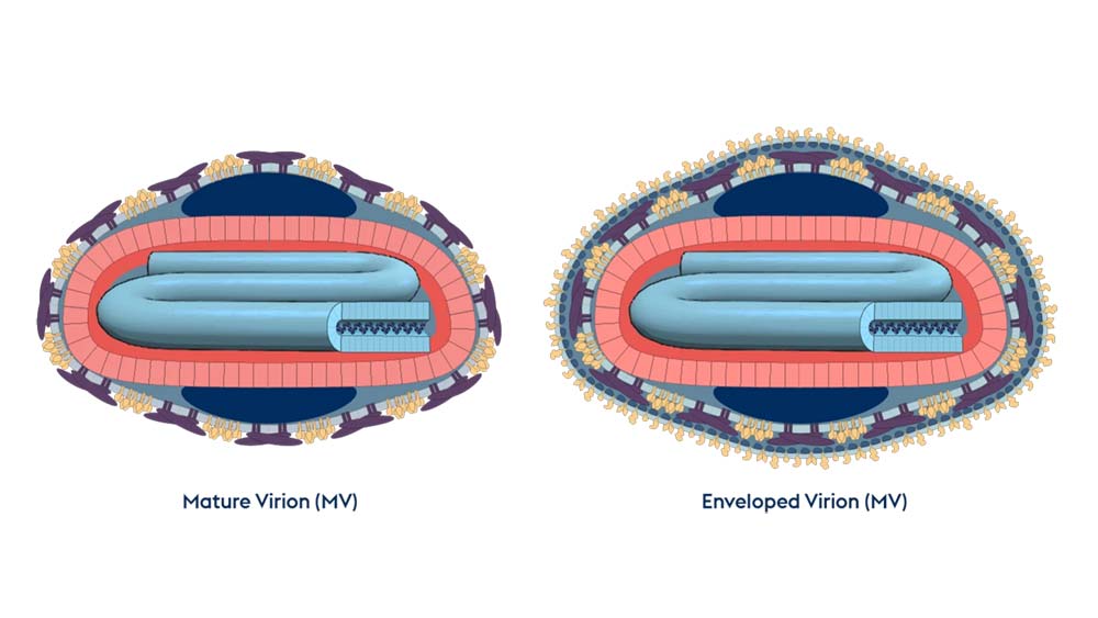 poxviruses