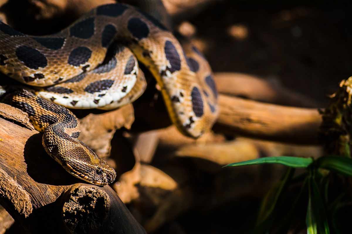 A Russell’s viper (Daboia russelii). Image by Tushar Mone via Wikimedia Commons (CC BY-SA 4.0)