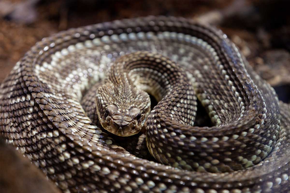 A South American rattlesnake (Crotalus durissus). Image courtesy of José Felipe Batista/Comunicação Butantan.