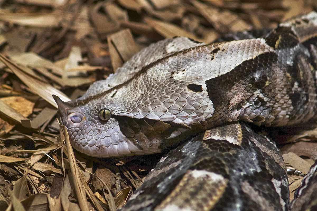 A West African Gaboon viper (Bitis rhinoceros). Image by ucumari photography via Flickr (CC BY-NC-ND 2.0)