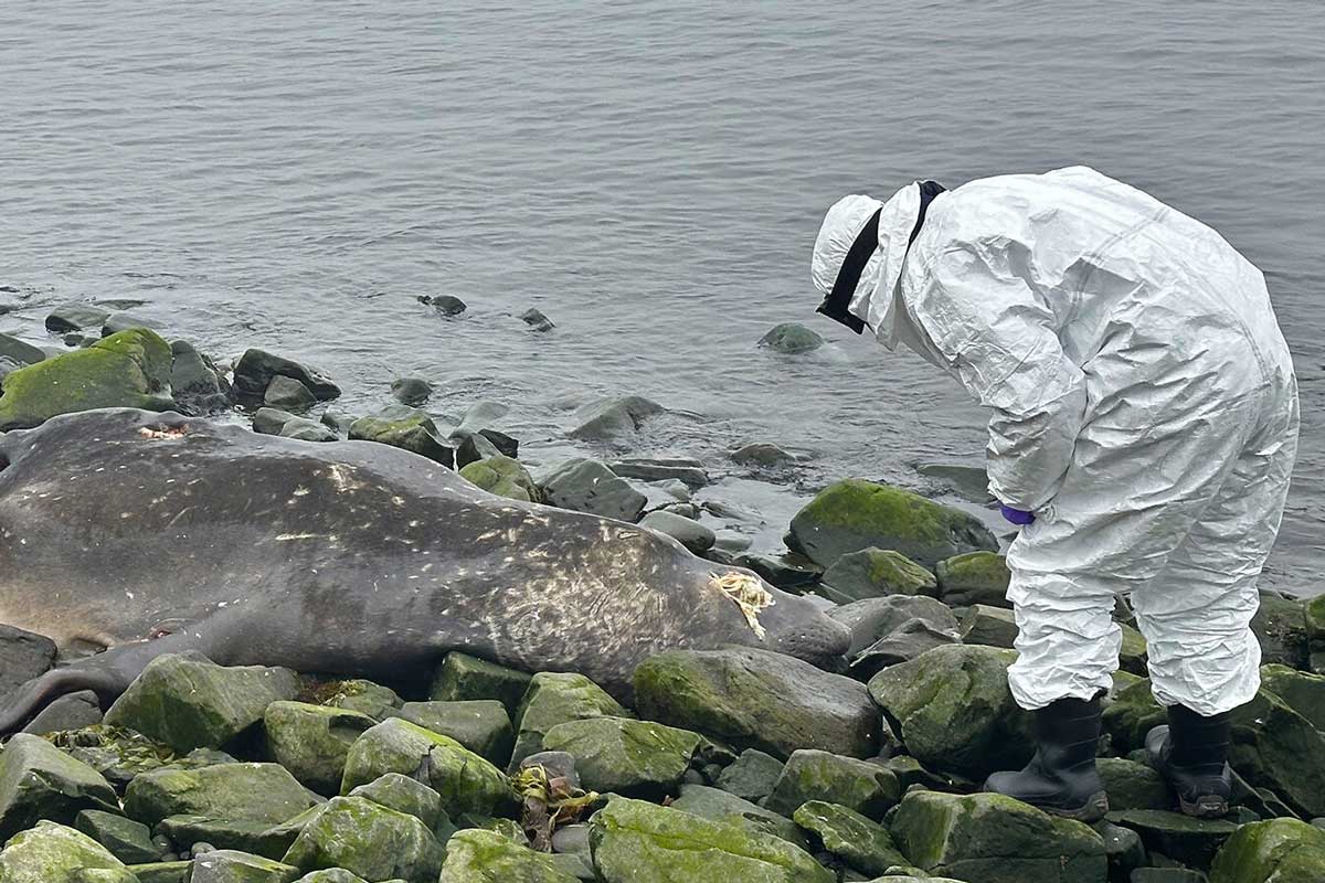 More than 95% of southern elephant seal pups (Mirounga leonina) born in 2023 perished in that year from the deadly outbreak of avian influenza. Image © Antonio Alcami.