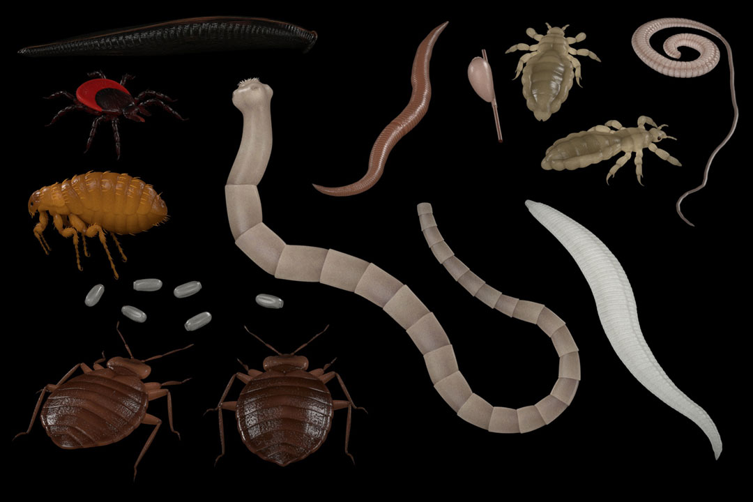 3D rendered human parasites