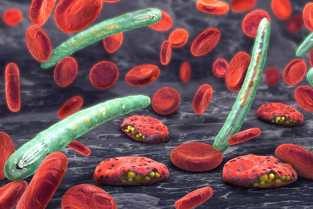 引起疟疾的疟原虫寄生虫的 3D 插图