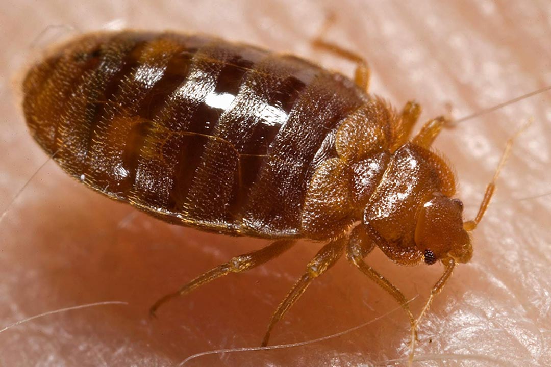 Bed bug nymph. Credit: CDC/ Harvard University, Dr. Gary Alpert; Dr. Harold Harlan; Richard Pollack. Photo Credit: Piotr Naskrecki
