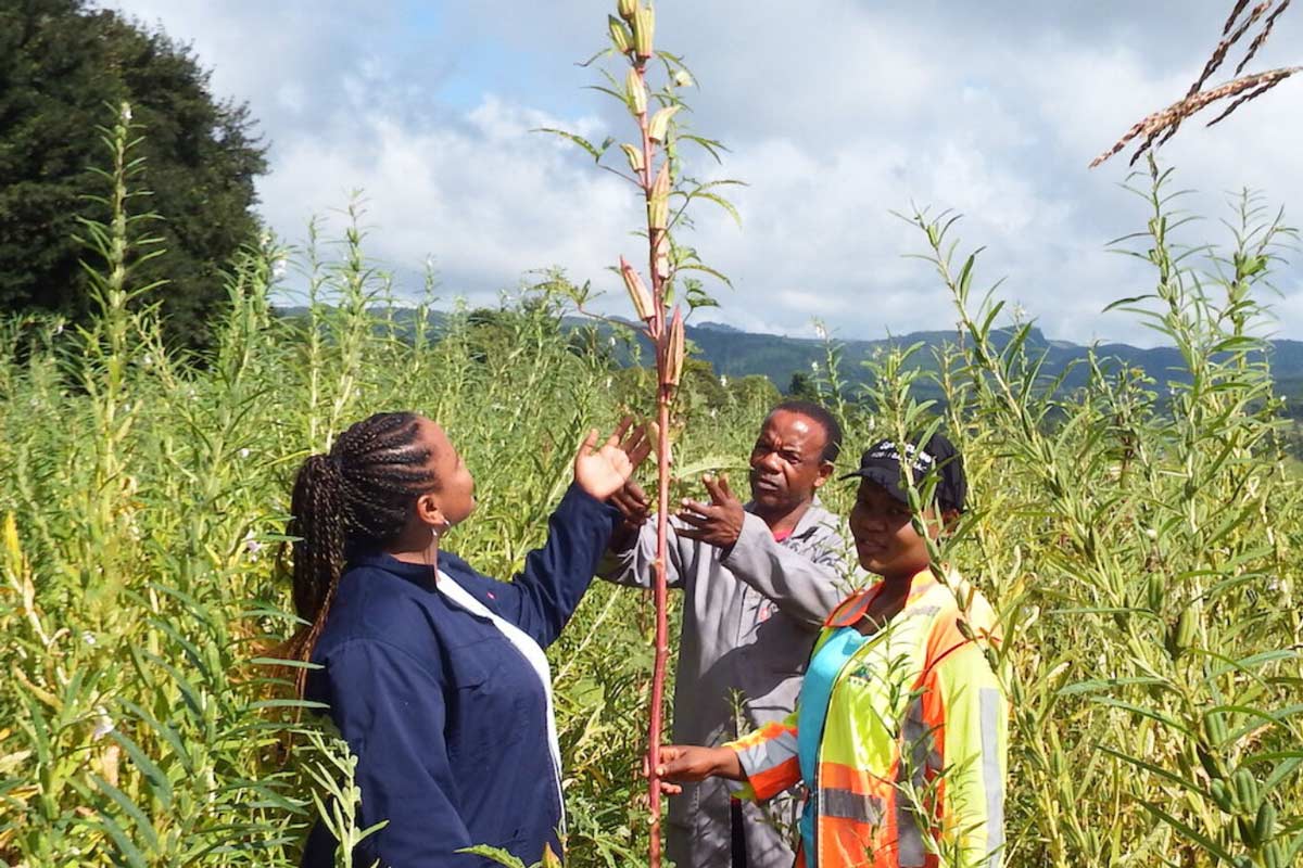 WorldVeg and Ministry of Agriculture staff admiring a superior variety of okra in the nation of Eswatini. Photo courtesy of WorldVeg.