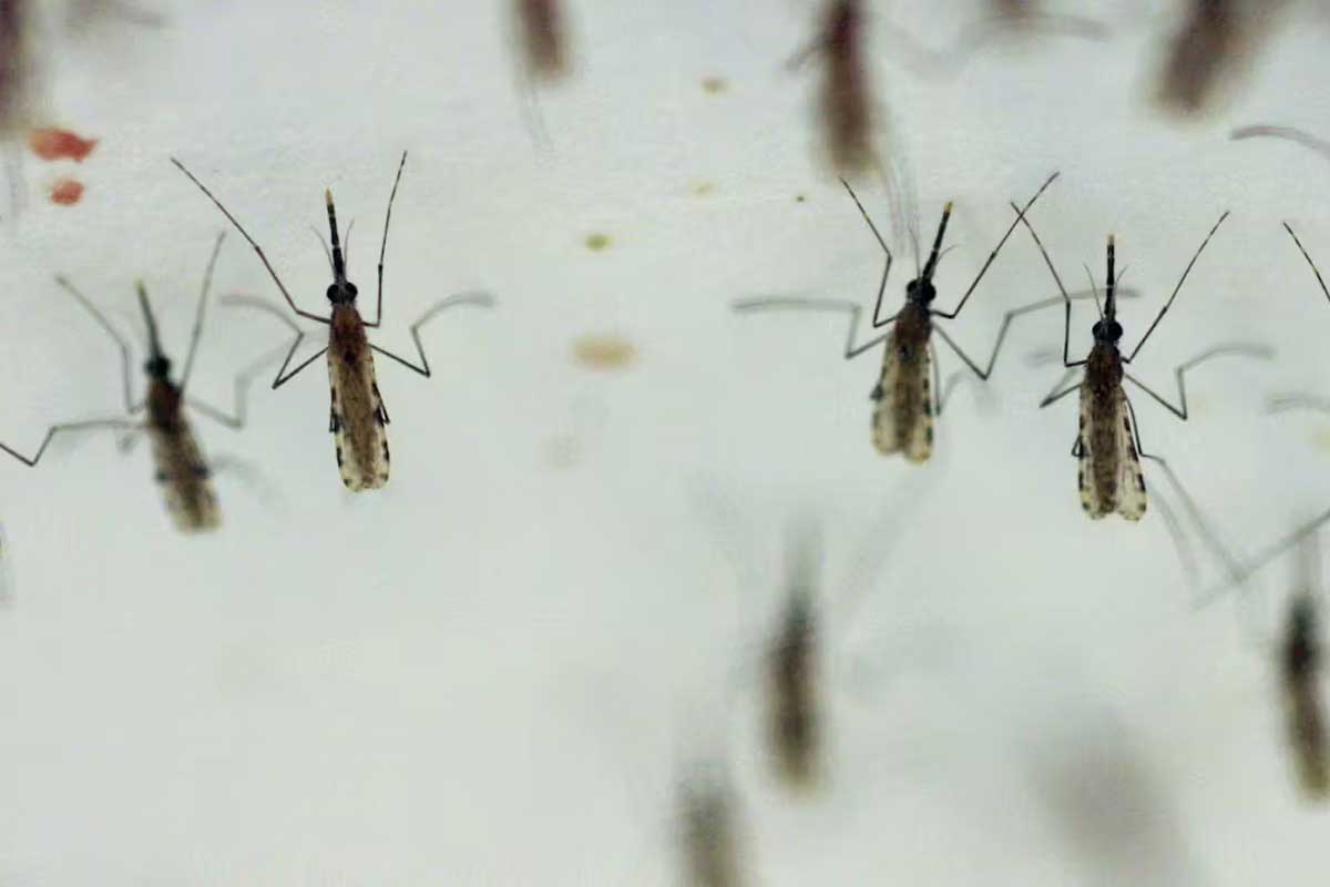 Anopheles gambiae mosquitoes transmit malaria to tens of millions of people every year. Getty Images/Susan Biddle