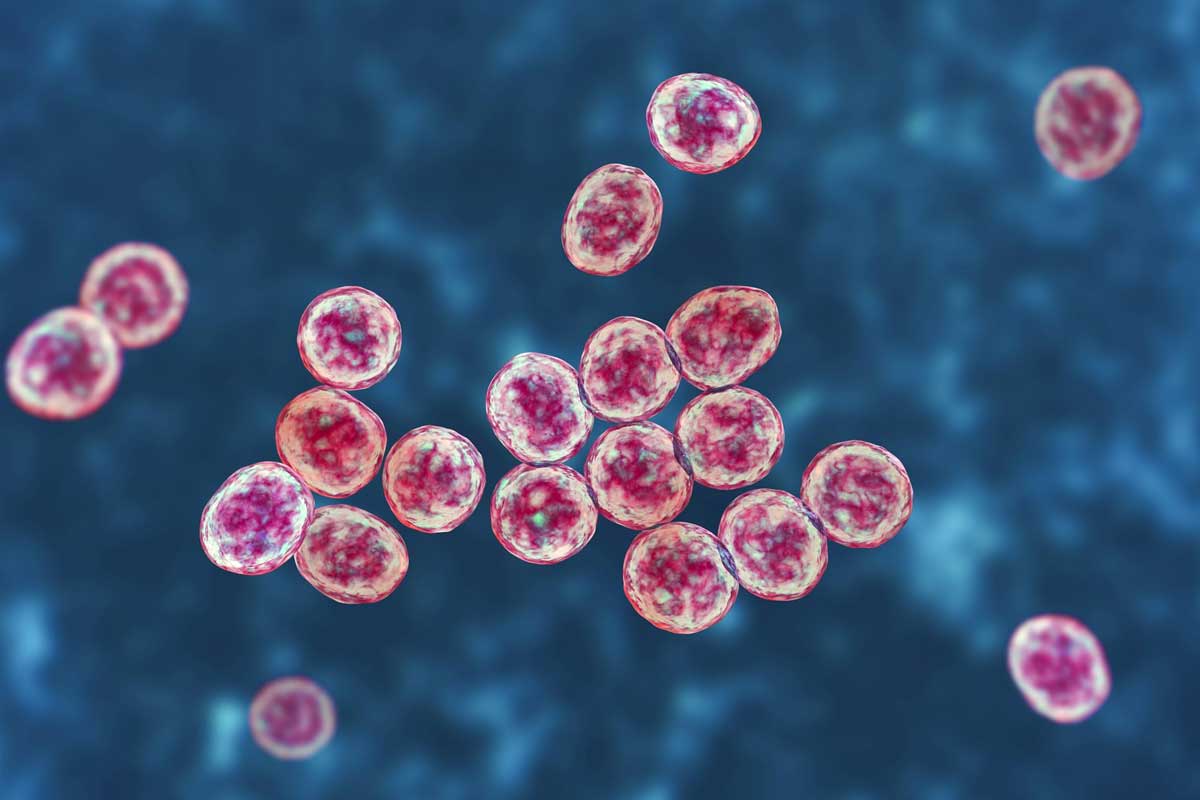 A computer illustration of methicillin-resistant Staphylococcus aureus bacteria. Getty Images