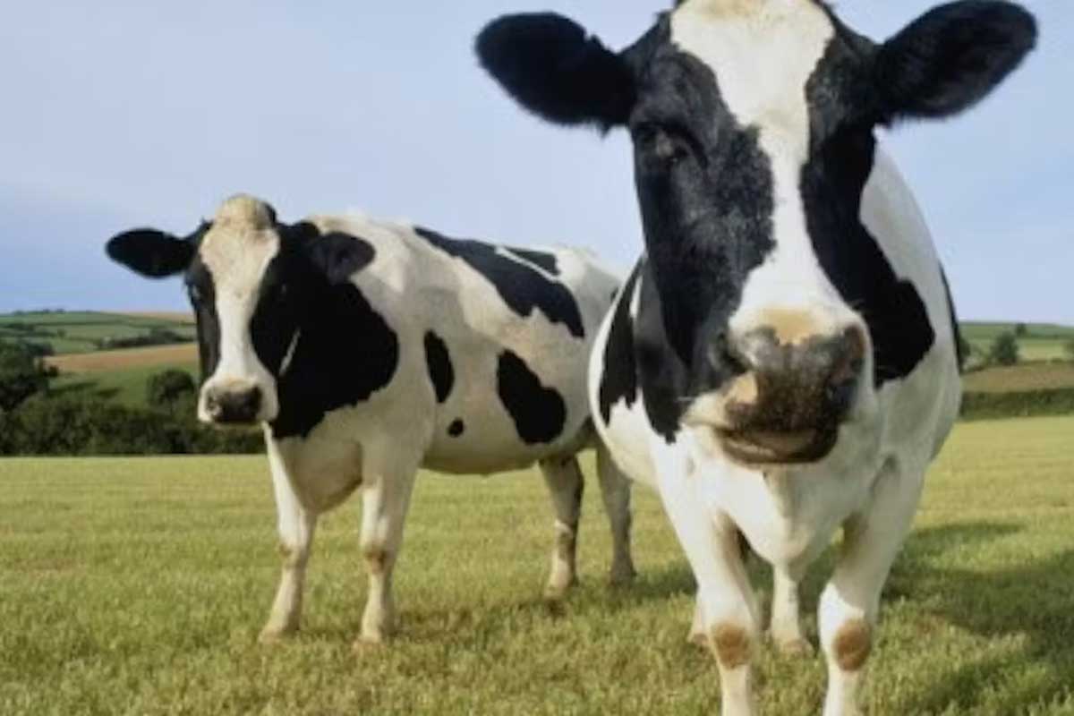 Although H5N1 typically infects wild birds, the virus has spilled over into domesticated animal populations, like dairy cows. Peter Cade/Stone via Getty Images