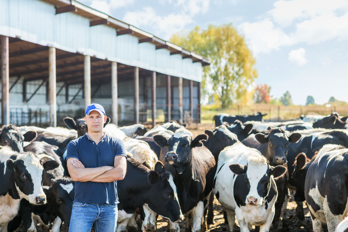 A dairy farmer with a herd of cows outside a farm. Credit: JENOCHE