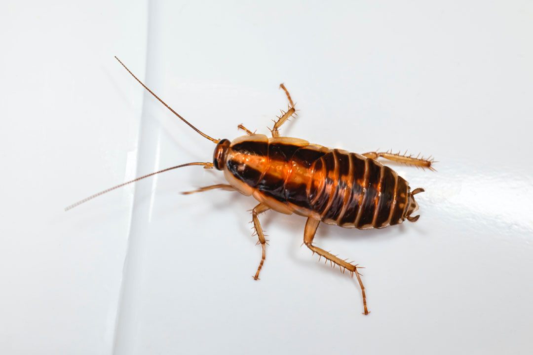 A cockroach. Credit: Erik Karits on Unsplash