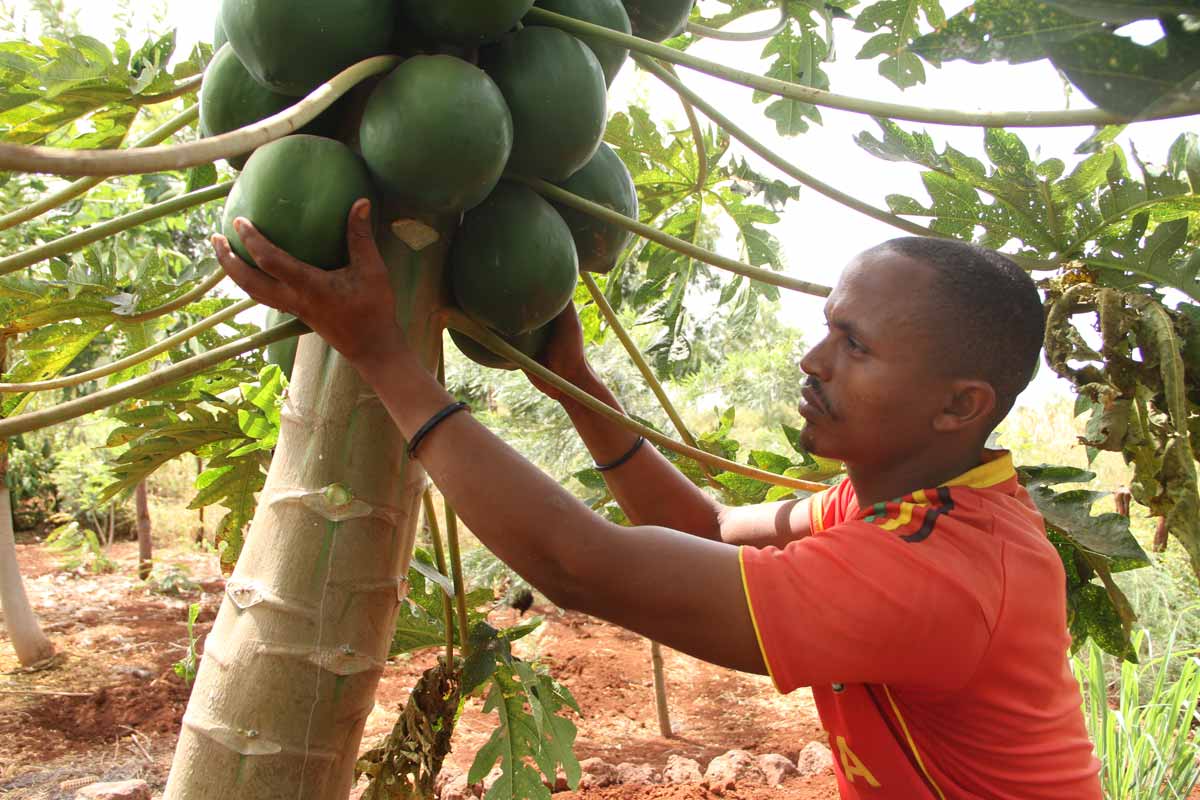 Abdub Jarso checks the condition of pawpaw fruits at his farm. Credit: James Karuga
