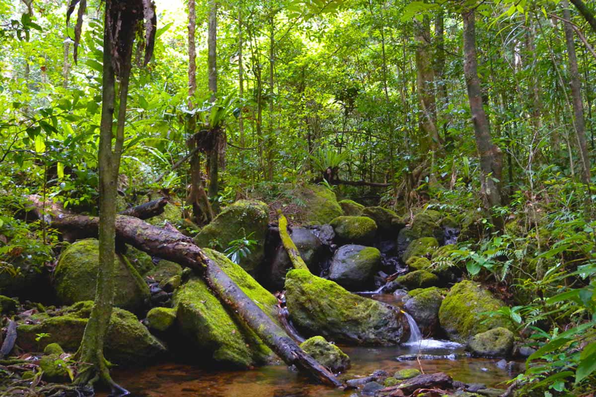Africa is home to a vast array of flora and fauna. Picture shows lowland rainforest in Masoala National Park, Madagascar. Copyright: Wikipedia (CC BY 2.0)