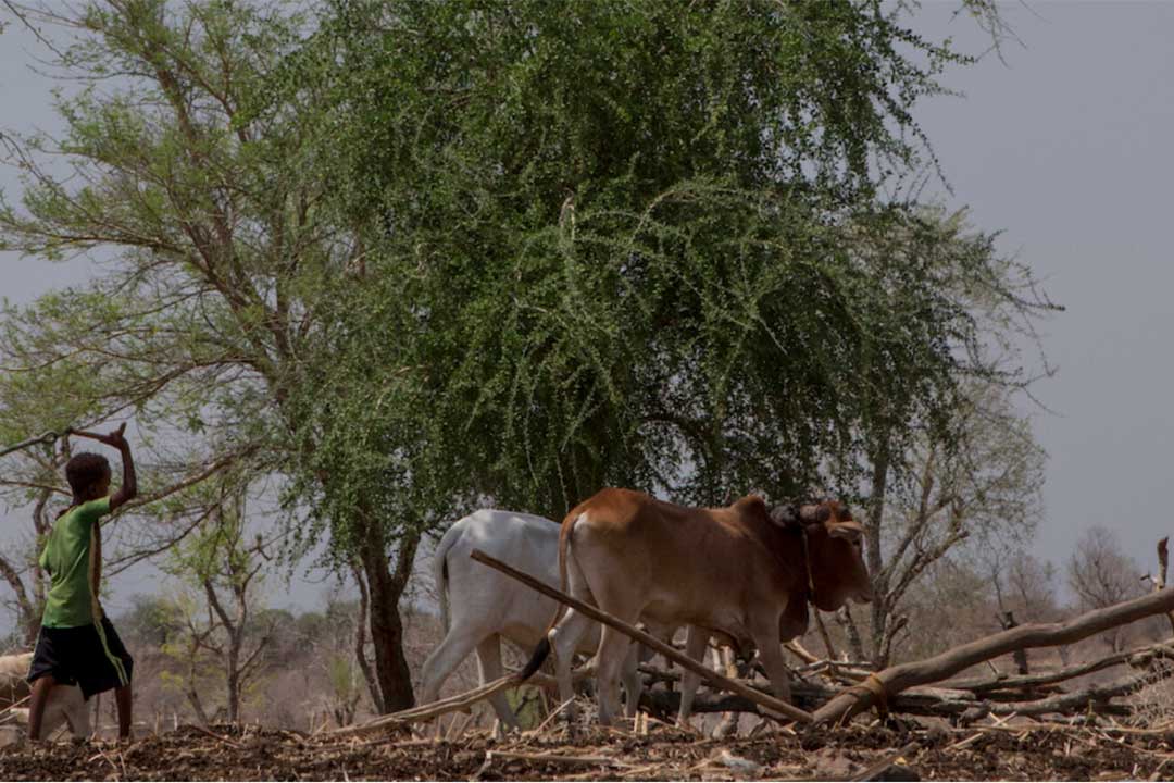 A young boy rearing cattle in Metemma, northwestern Ethiopia. Higher temperatures combined with changes in land cover can make more areas suitable for the transmission of vector-borne diseases. Image ©️ Sydelle Willow Smith/DNDi.