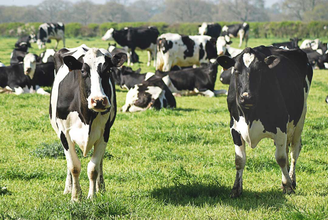 On-the-ground observations and genomic analyses point to Texas as ground zero for this outbreak in cattle. Credit: Monika Kubala on Unsplash