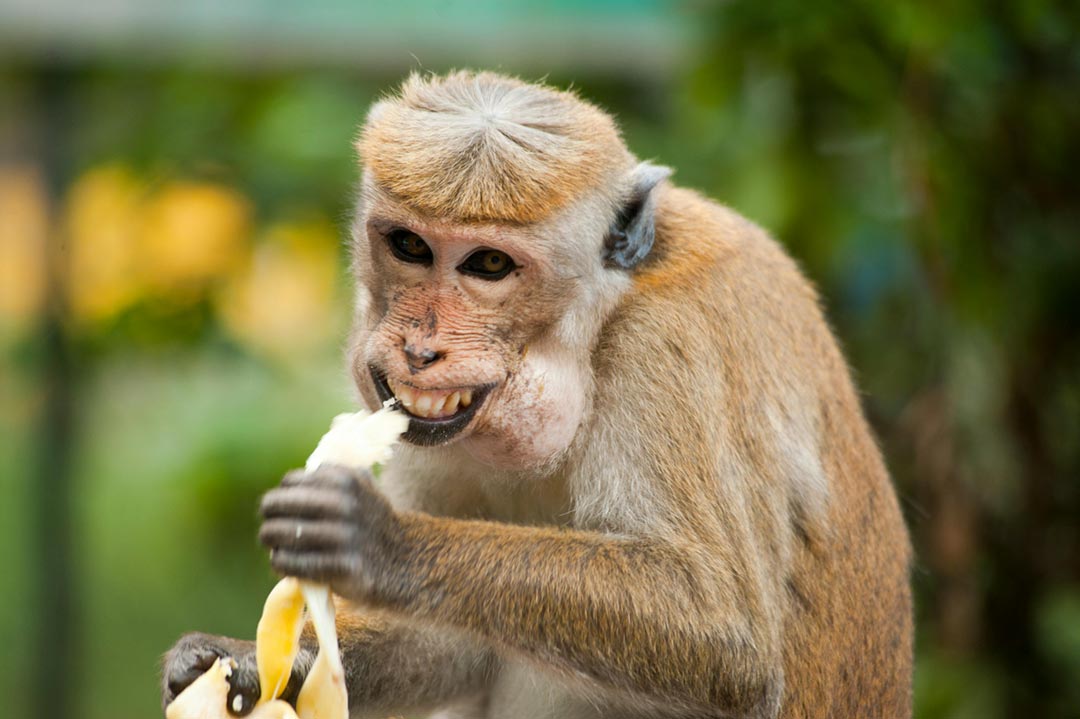 据我们所知，他是第一个感染B病毒的人，在研究脊髓灰质炎病毒时被一只猕猴咬伤。图片来源：Oleksandr P：在 Pexels 上