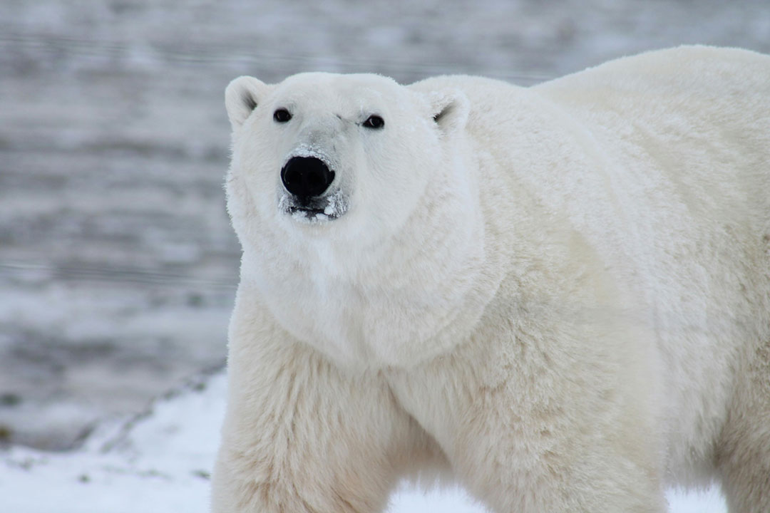 A polarbear. Credit: Pixabay on Pexels