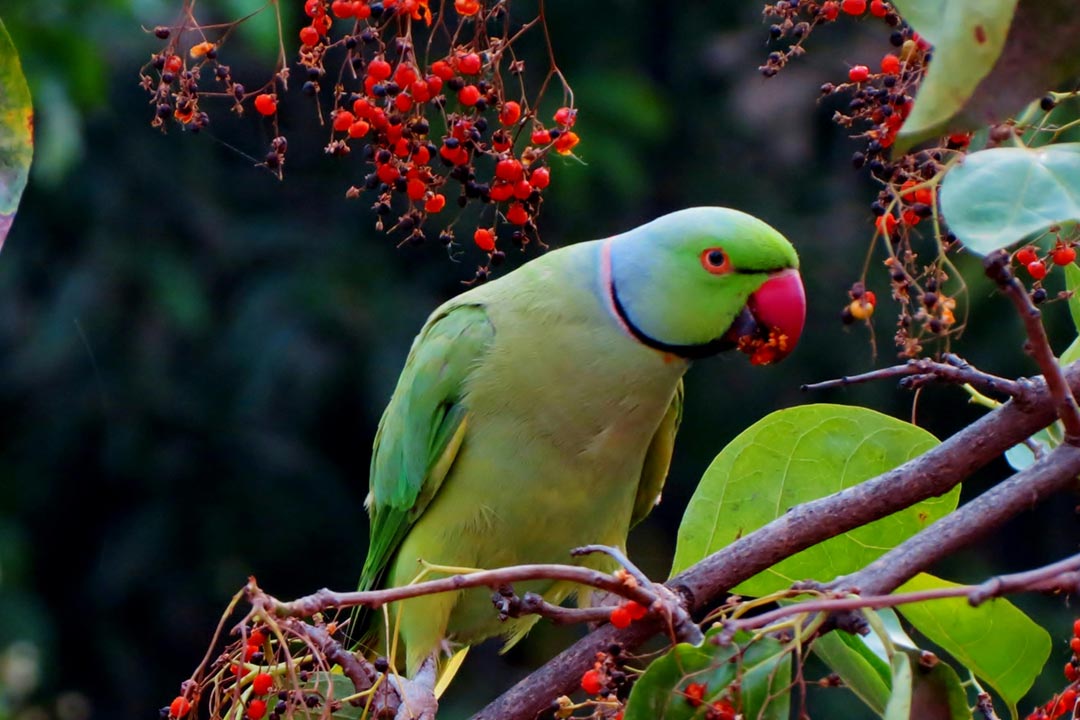 Cases of psittacosis, also known as “parrot fever”, have been confirmed in Buenos Aires, Argentina. Credit: Sivakumar B on Pexels