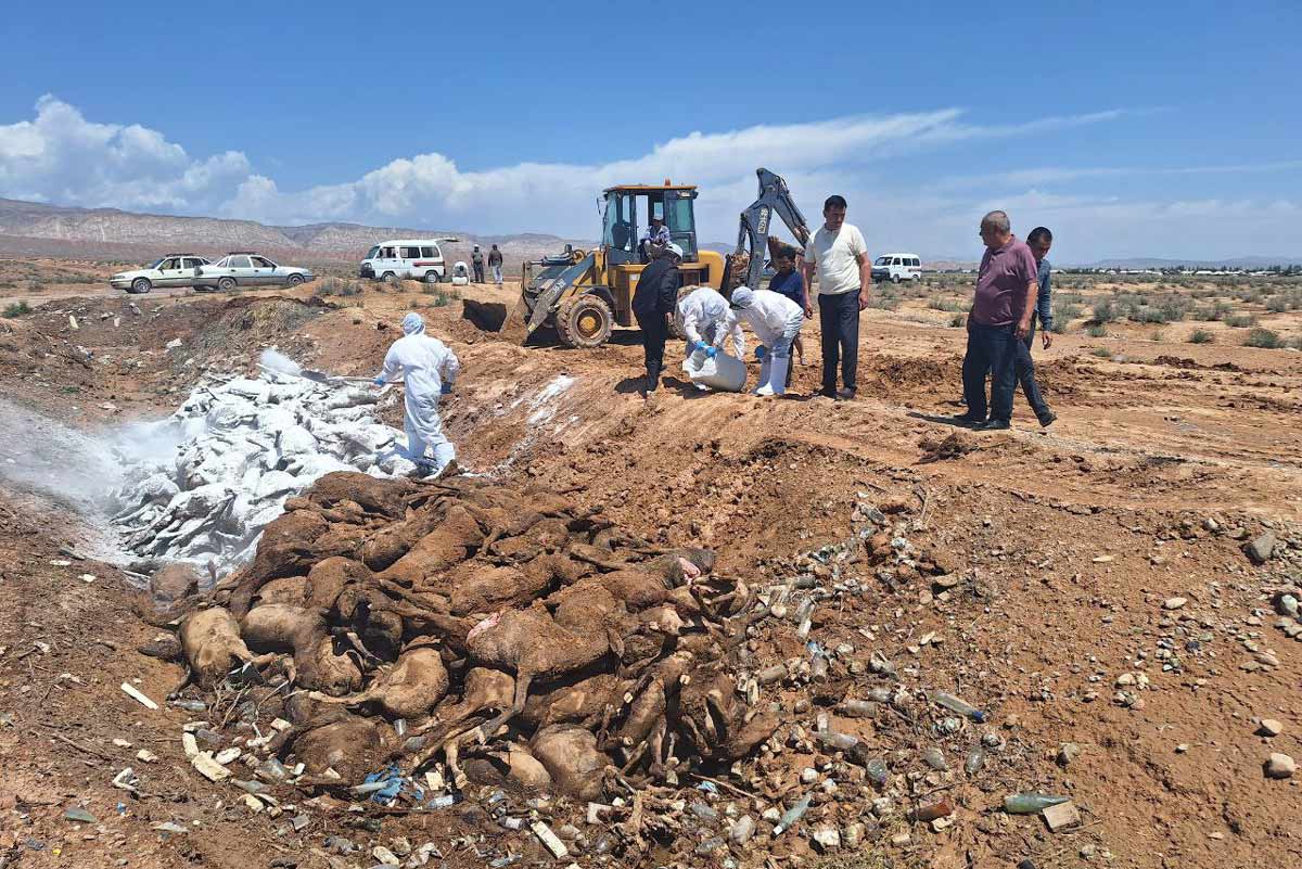 Disposal of dead livestock after floods in Uzbekistan, May 2024. Credit: Ministry of Ecology, Environment, and Climate Change of the Republic of Uzbekistan