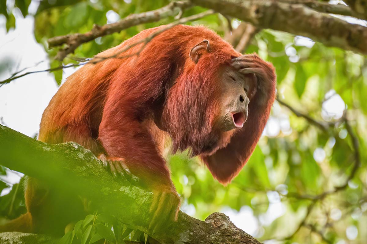 A red howler monkey in Trinidad, Casanare, a town in Colombia. Oropouche virus was first isolated from a febrile forest worker in the Caribbean nation of Trinidad in 1955. During the course of this event, neutralising antibodies to the virus were found in local capuchin and howler monkey populations. Credit: Adam Rainoff/Flickr