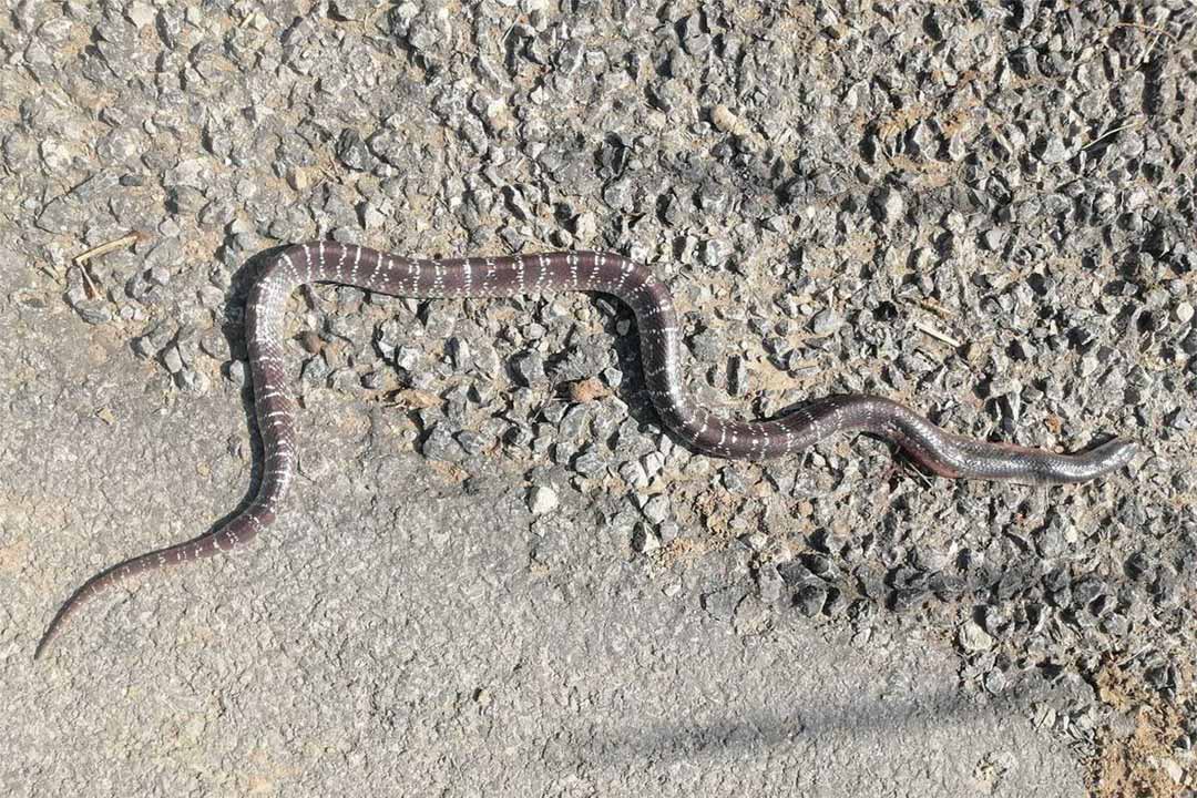 Dead body of a snake, killed by locals, is lying on road in Hatheji village of Southern Punjab where more than one dozen casualties due to snake bite were reported in August 2023 after flooding during monsoon season. Credit: Adeel Saeed