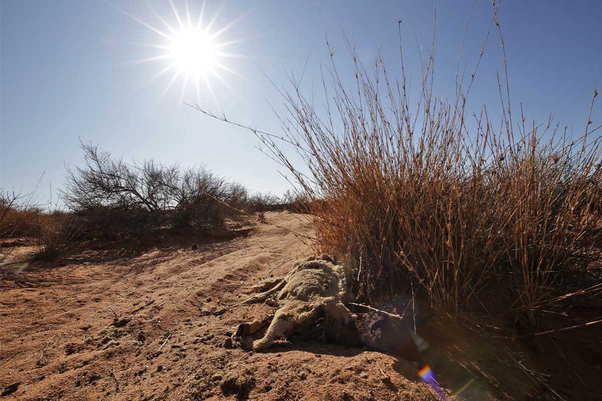 A sheep carcass on a livestock farm in Kenhardt, South Africa, in 2020, eight years into an extended drought that ravaged community economies and the mental health of residents. Image by Petro Kotze.