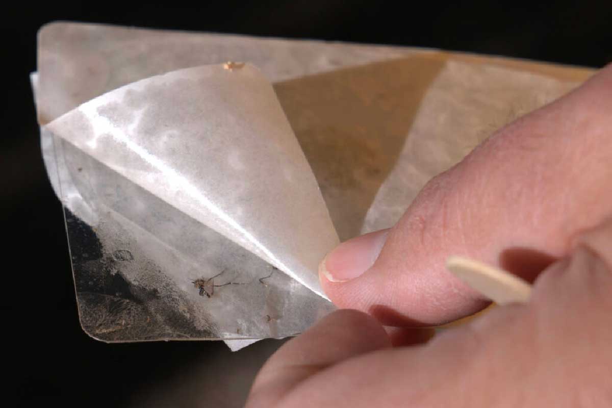 The mosquito traps contain sticky papers that Garett replaces before taking the samples back to the lab to count how many Aedes aegypti they snagged. Visual: Isabella Escobedo / Inside Climate News