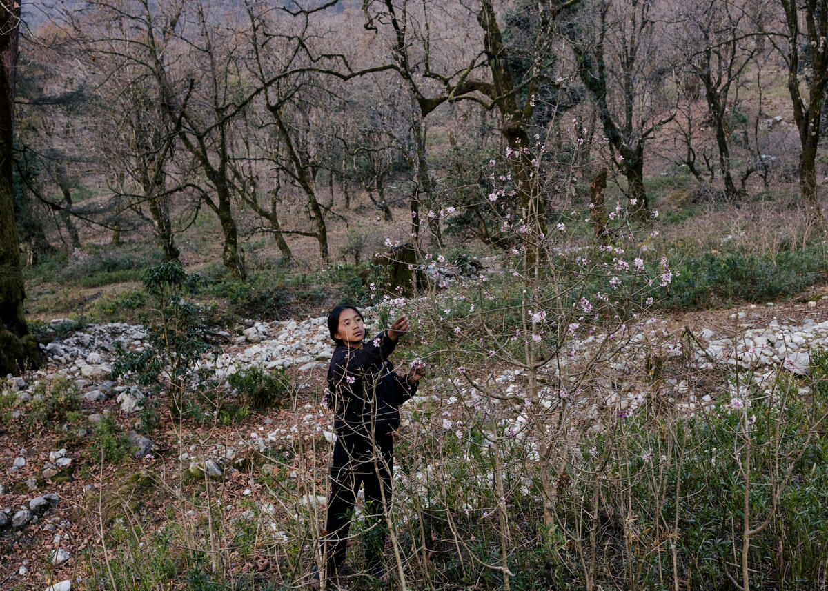 Pravani, 15, collecting flowers in the rhododendron forest outside of their school. Timang, Nepal. March 3, 2025.